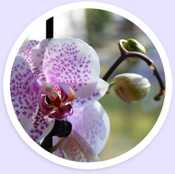 Orchidee Orchidee